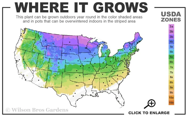 American Sweet Flag (Acorus Americanus) - 8 Pack Of 1 Gallon Pots - Image 3