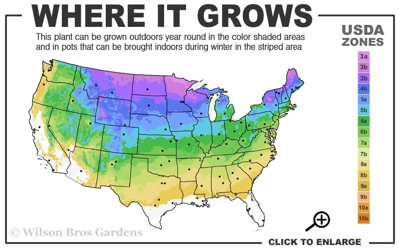 Autumn Brilliance Fern (Dryopteris Erythrosora) - 1 Gallon Pot - Image 3
