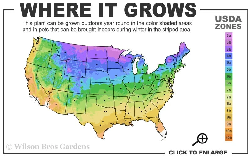 Horsetail Reed Grass - Equisetum Hyemale - 1 Gallon Pot - Image 3