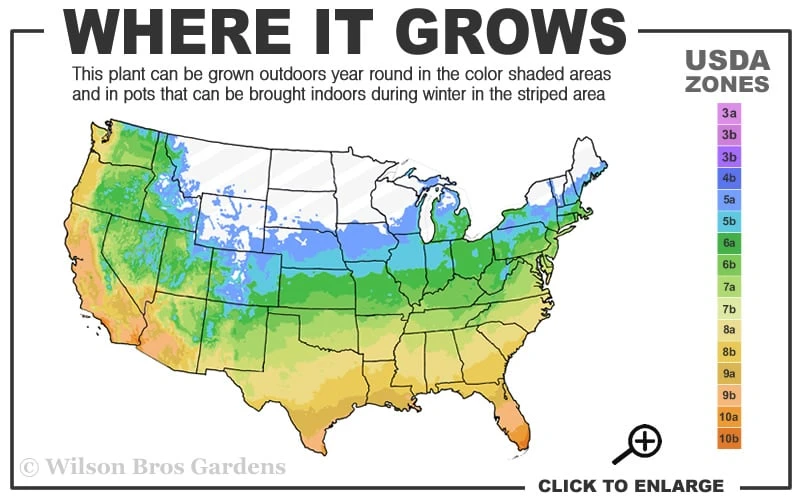 Needlepoint Ivy (Hedera Helix) - 10 Pack Of 4" Pots - Image 3