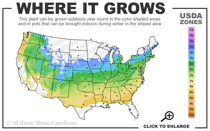 Double Take 'Scarlet' Flowering Quince - 2 Gallon Pot - Image 3