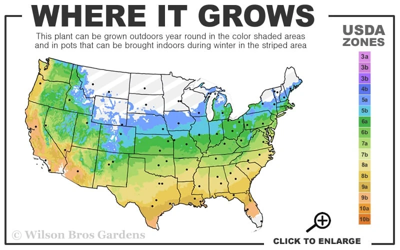 Prime Ark Traveler Blackberry Plant - 1 Gallon Pot - Image 3