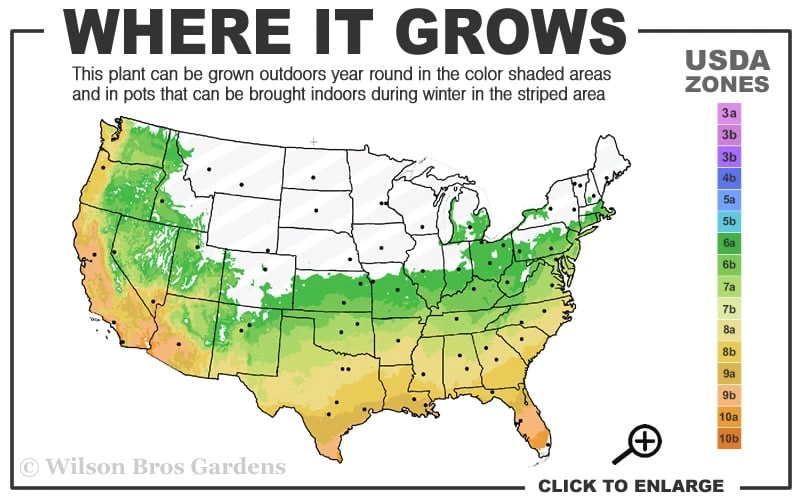 Blush Pink Nandina - 3 Gallon Pot - Image 3