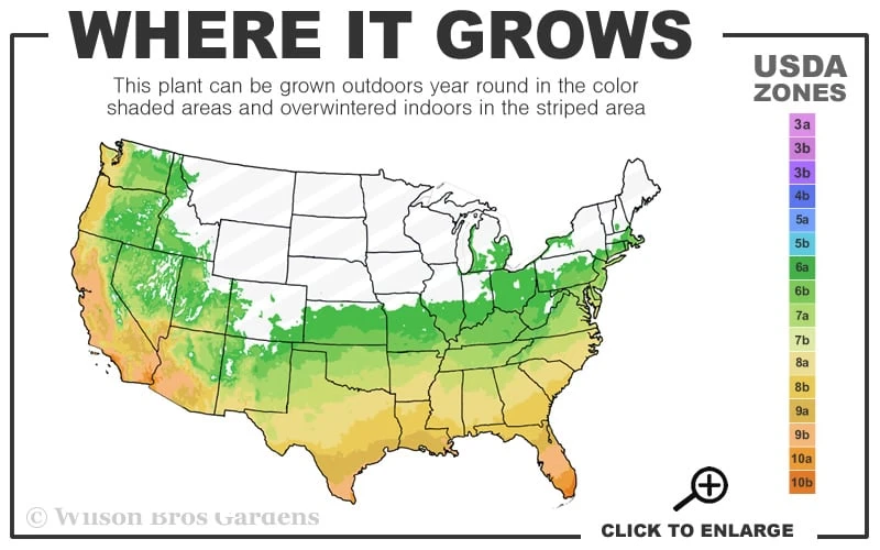 Obsession Nandina - 2 Gallon Pot - Image 3
