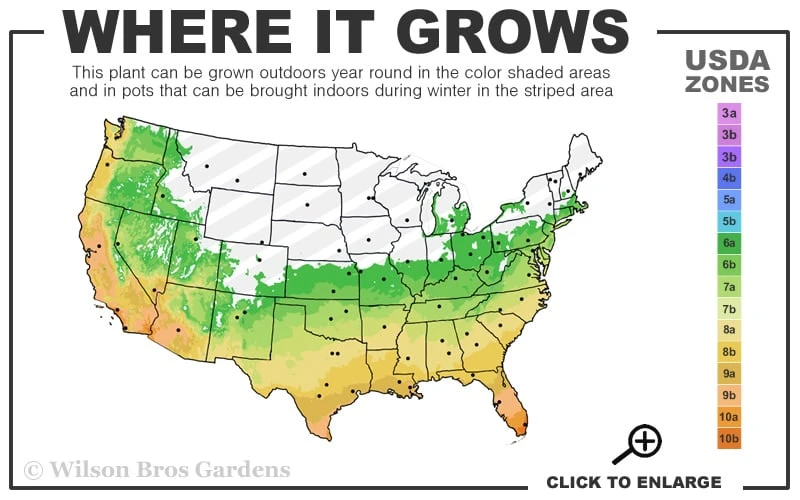 Russian Cold Hardy Pomegranate - 3 Gallon Pot - Image 3