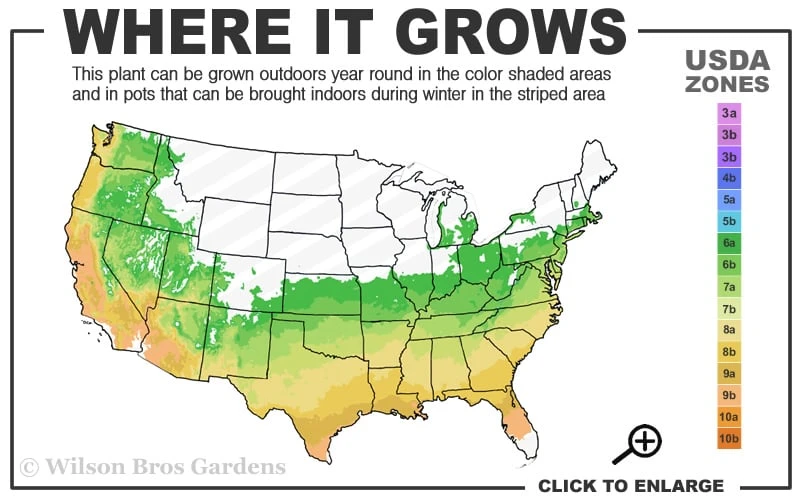 Tonto Red Crape Myrtle - 1 Gallon Pot - Image 3
