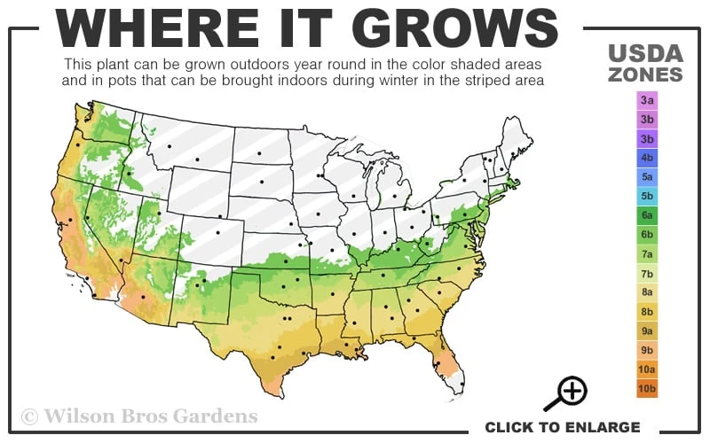 Delite Rabbiteye Blueberry - 3 Gallon Pot - Image 3