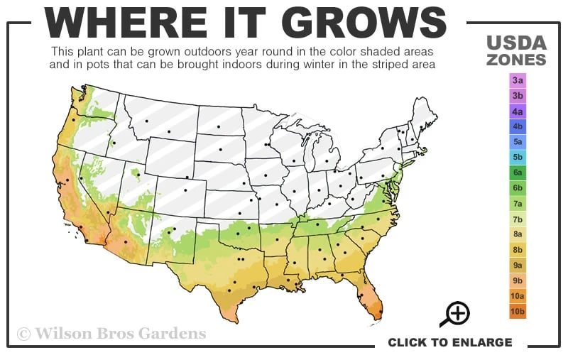 Bigfoot Cleyera Japonica - 3 Gallon Pot - Image 3