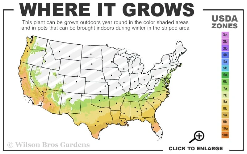 Tifblue Rabbiteye Blueberry - 1 Gallon Pot - Image 3