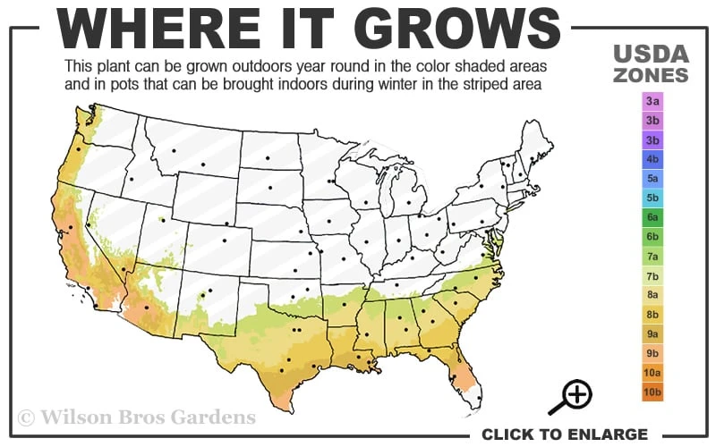 Center Stage Red Black Leaf Crape Myrtle -2 Gallon Pot - Image 3