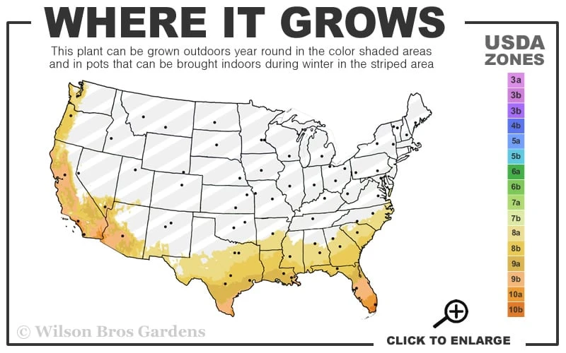 Spider's Web Fatsia - Japanese Aralia Paper Plant - 1 Gallon Pot - Image 3