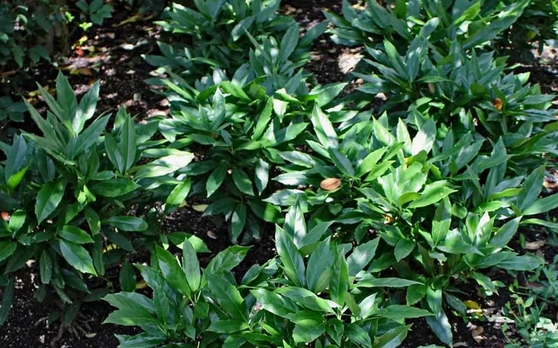Dwarf Green Aucuba - Japanese Laurel - 3 Gallon Pot - Image 5