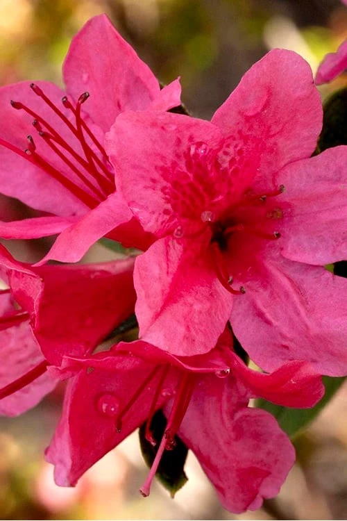 Autumn Cheer Encore Azalea - 2 Gallon Pot