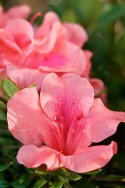 Autumn Coral Encore Azalea - 6 Pack Of 1 Gallon Pots