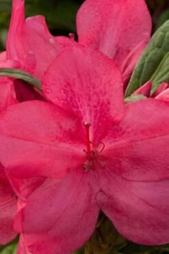 Autumn Jewel Encore Azalea - 3 Gallon Pot