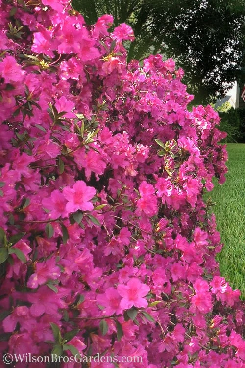Pride Of Mobile Azalea - 3 Gallon Pot - Image 3