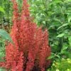 Orange Rocket Barberry - 1 Gallon Pot
