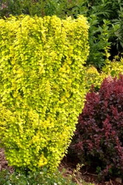 Sunjoy Gold Pillar Barberry - 2 Gallon Pot