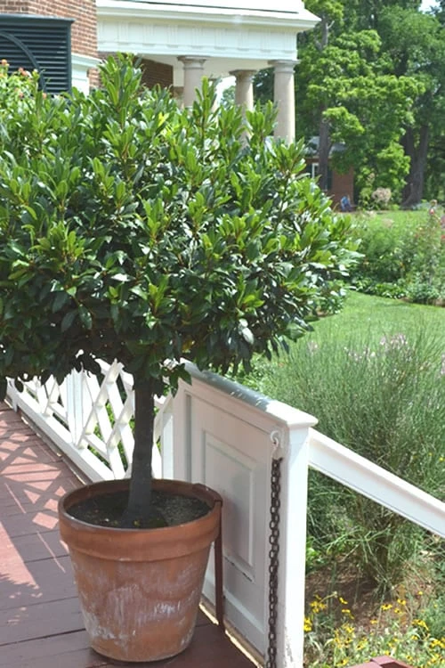 Bay Laurel (Sweet Bay) - Laurus Nobilis - 1 Gallon Pot - Image 8