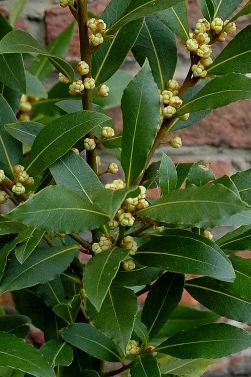 Bay Laurel (Sweet Bay) - Laurus Nobilis - 1 Gallon Pot - Image 7
