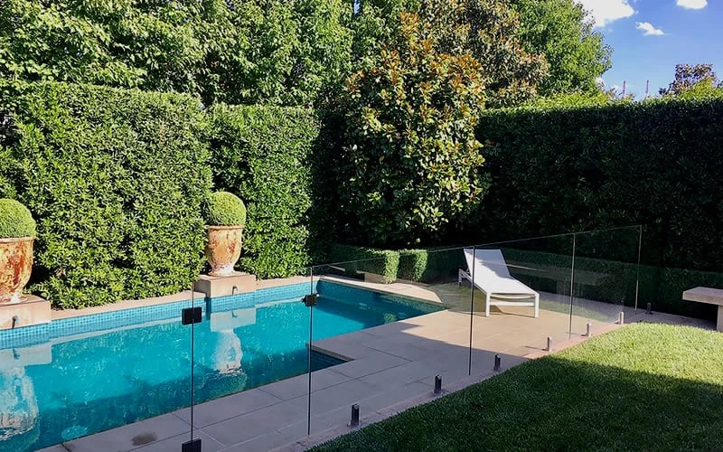 Bay Laurel (Sweet Bay) - Laurus Nobilis - 1 Gallon Pot - Image 6