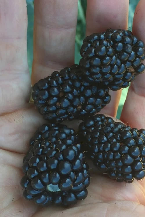 Prime Ark Traveler Blackberry Plant - 1 Gallon Pot