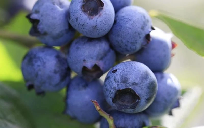 Delite Rabbiteye Blueberry - 3 Gallon Pot - Image 4