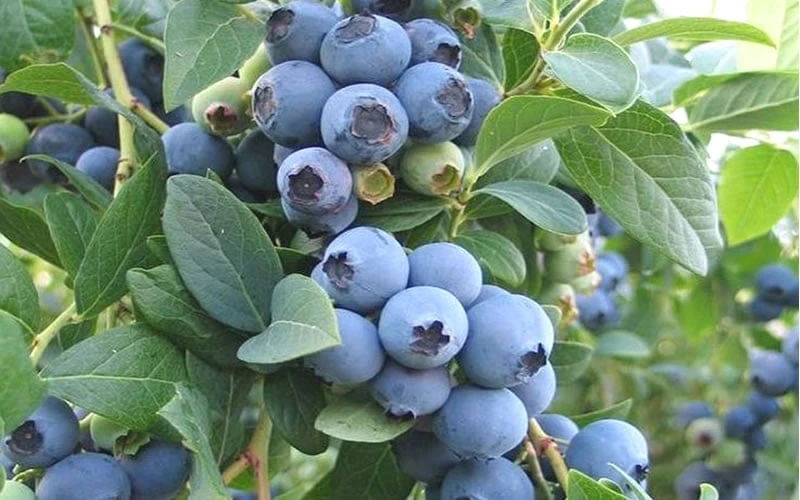 Ochlockonee Rabbiteye Blueberry - 3 Gallon Pot - Image 4
