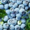 Brightwell Rabbiteye Blueberry - 3 Gallon Pot