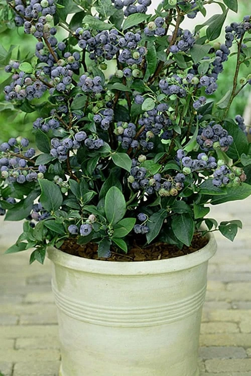 Top Hat Dwarf Blueberry - 1 Gallon Pot