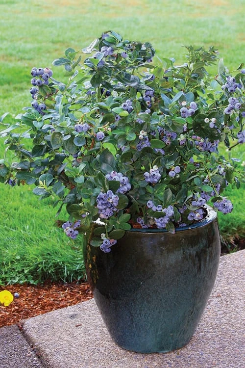 Top Hat Dwarf Blueberry - 1 Gallon Pot - Image 5