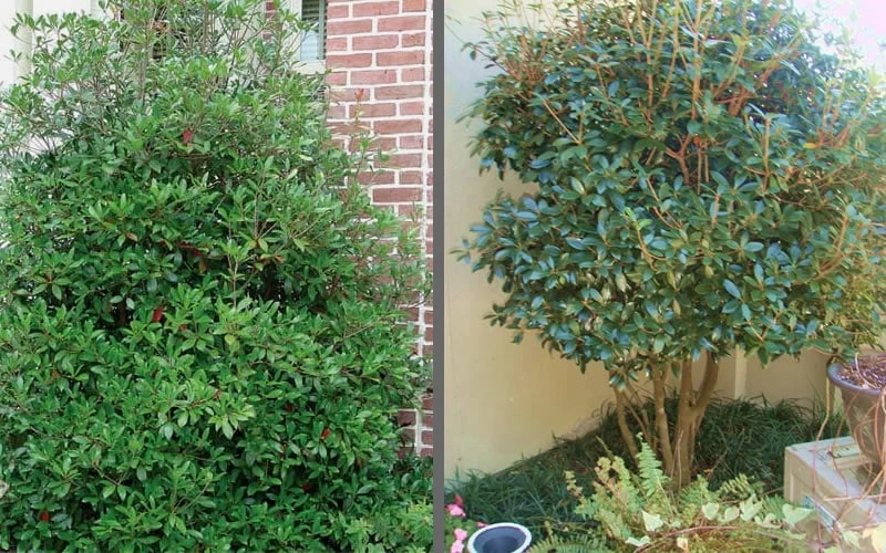 Bigfoot Cleyera Japonica - 3 Gallon Pot - Image 5