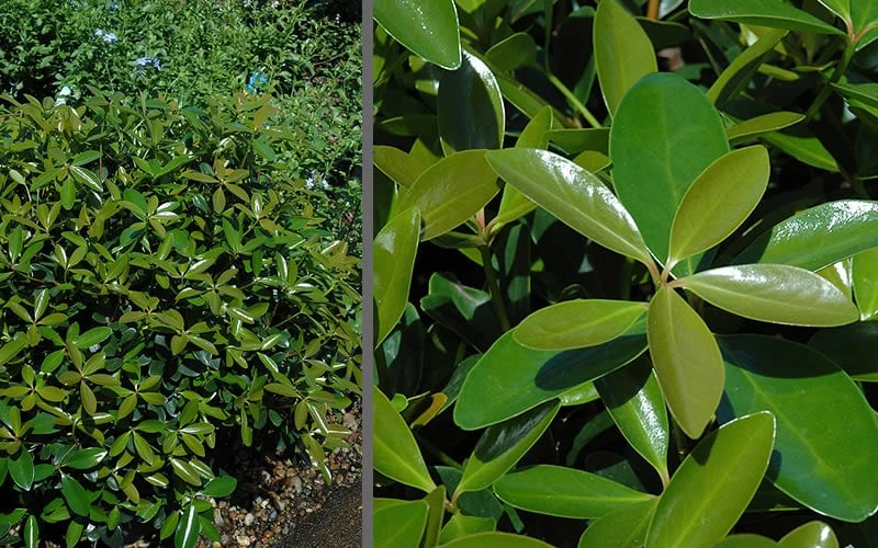 Bigfoot Cleyera Japonica - 3 Gallon Pot - Image 4