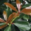 LeAnn Cleyera Japonica - 3 Gallon Pot