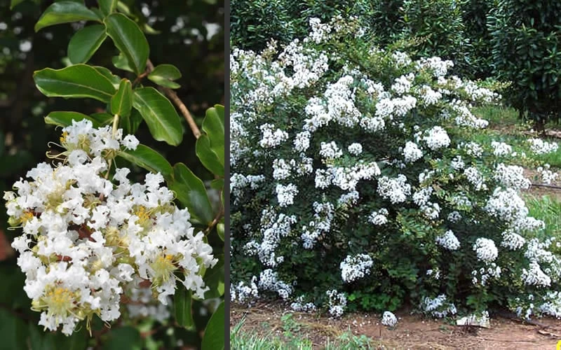 Acoma Weeping White Crape Myrtle - 5 Gallon Pot - Image 6