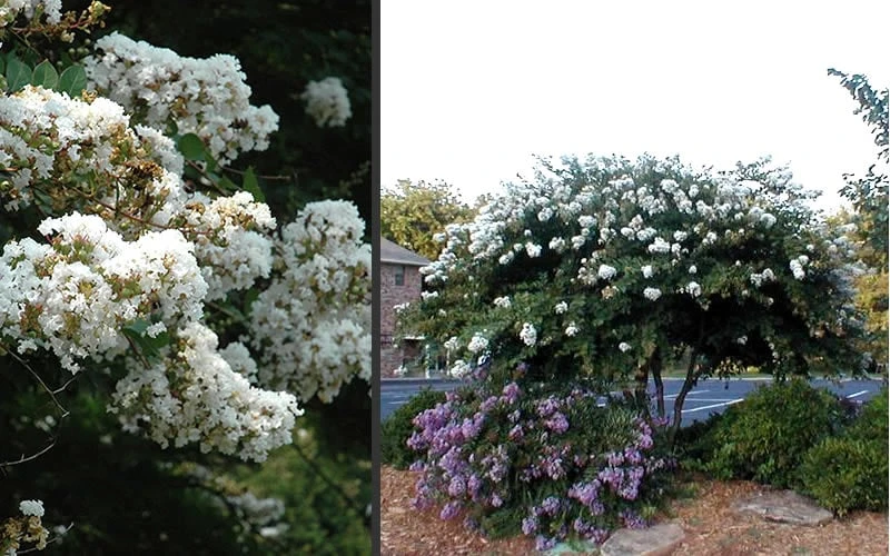 Acoma Weeping White Crape Myrtle - 5 Gallon Pot - Image 5