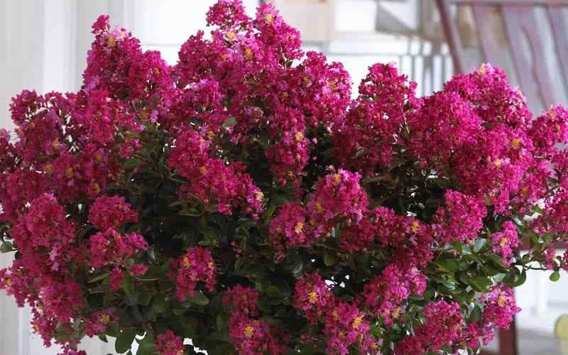 Berry Dazzle Dwarf Crape Myrtle - 1 Gallon Pot - Image 6