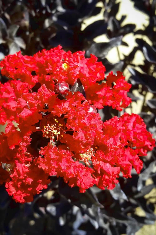 Black Diamond Red Hot Crape Myrtle (Multi-Trunk) - 7 Gallon Pot (4-5' HT)