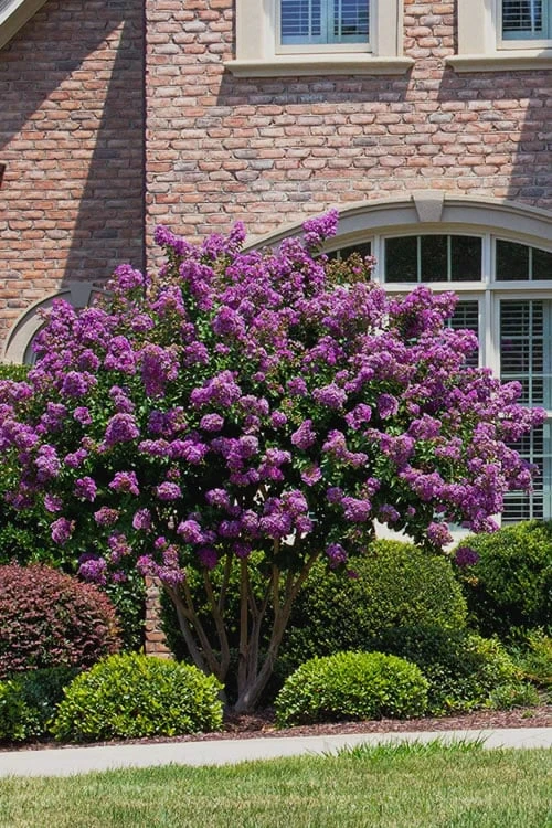Catawba Purple Crape Myrtle - 6 Pack Of 1 Gallon Pots - Image 4