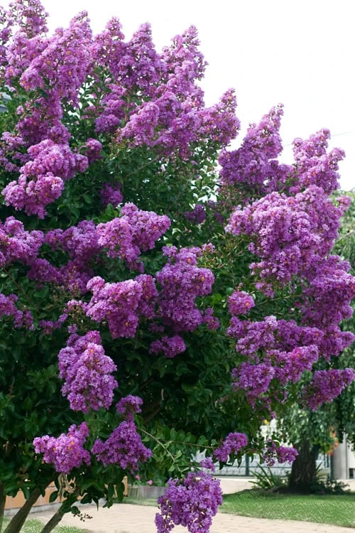 Catawba Purple Crape Myrtle - 6 Pack Of 1 Gallon Pots - Image 5
