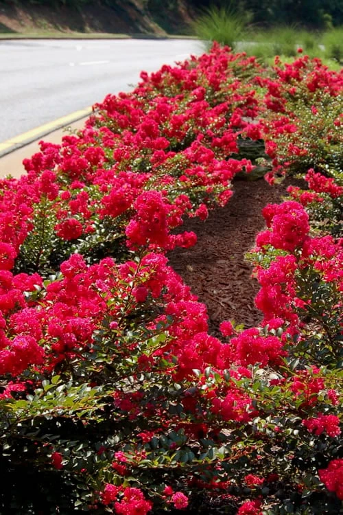 Cherry Dazzle Dwarf Crape Myrtle - 3 Gallon Pot - Image 5