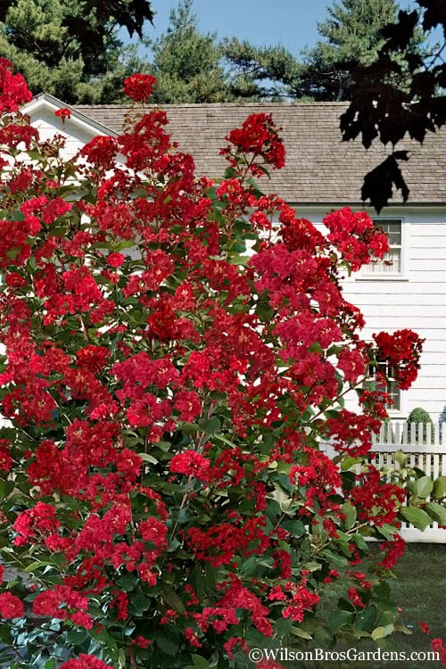 Colorama Scarlet Red Crape Myrtle - 7 Gallon Pot (3-4') - Image 4