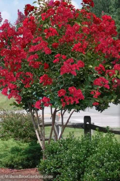 Colorama Scarlet Red Crape Myrtle - 7 Gallon Pot (3-4')