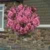 Delta Jazz Crape Myrtle - Single Trunk Topiary Tree - 5 Gallon Pot