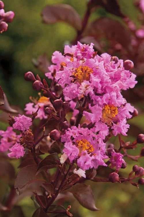 Delta Eclipse Crape Myrtle - 2 Gallon Pot