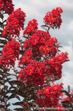 Delta Flame Crape Myrtle - 3 Gallon Pot