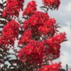 Delta Flame Crape Myrtle - 2 Gallon Pot
