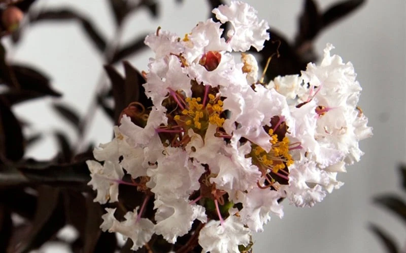 Delta Moonlight Crape Myrtle - 3 Gallon Pot - Image 4