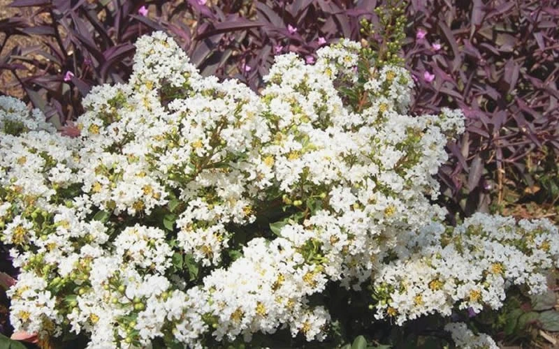 Diamond Dazzle Dwarf Crape Myrtle - 3 Gallon Pot - Image 5