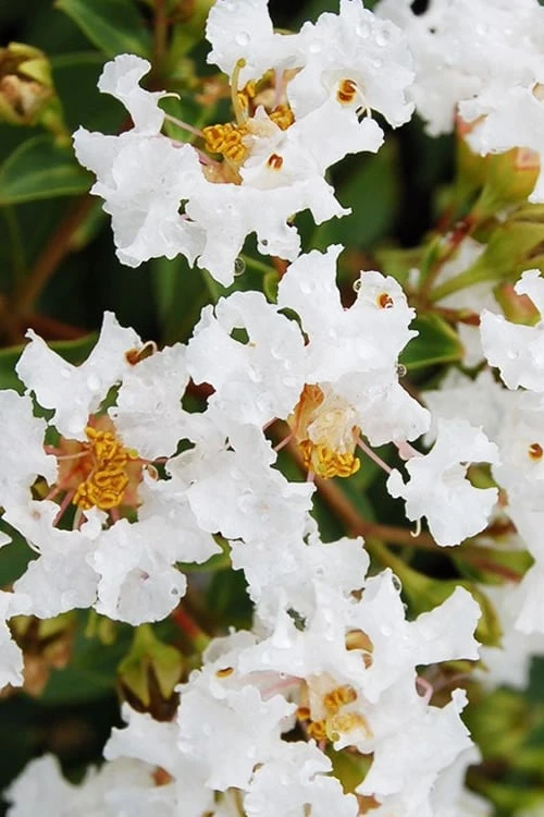 Diamond Dazzle Dwarf Crape Myrtle - 2 Gallon Pot - Image 6